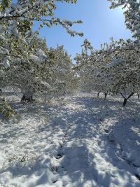 4 Günlük Zirai Don Uyarısı!