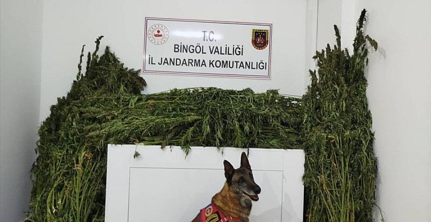 Zehir Tacirlerine Darbe 91 Kilo Esrar Ele Geçirildi