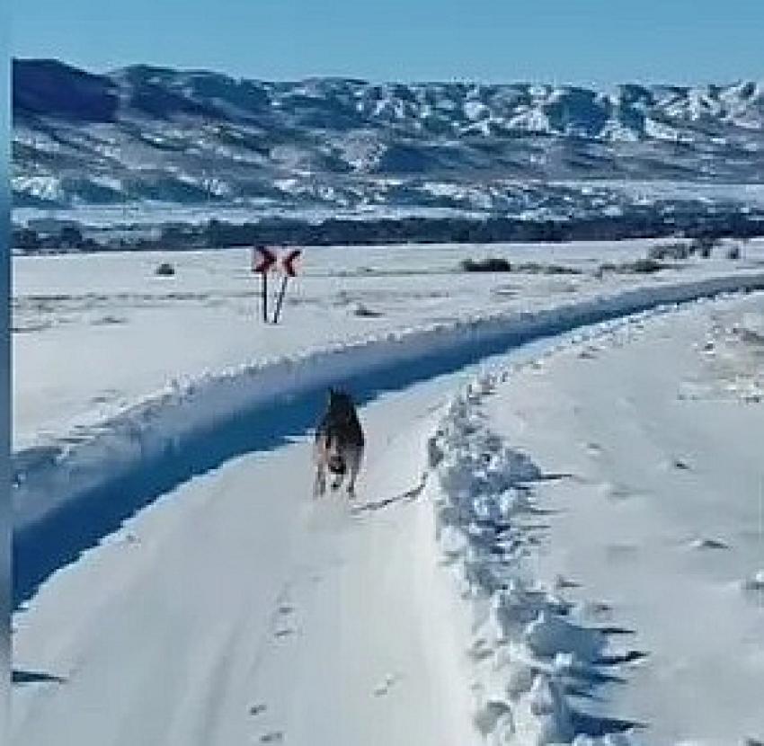 Kurt, Sağlık Görevlilerine Eşlik Etti