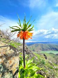 Ters Laleye Zarar Vermek Doğaya İhanettir
